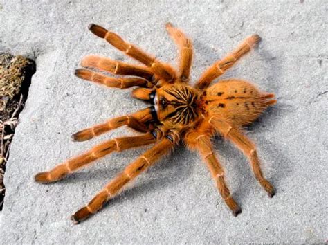 Orange Bitey Thing (Pterinochilus murinus ) | Spider species, Tarantula ...