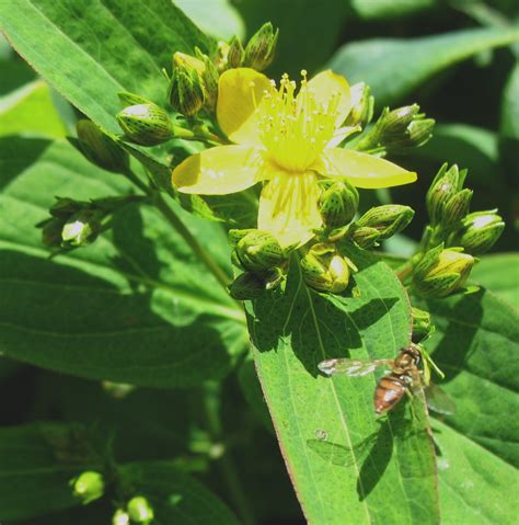 Using Georgia Native Plants: Summer Flowers In The Mountains