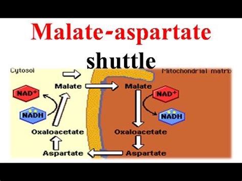 Does the Malate-aspartate shuttle go in both directions or just the one ...