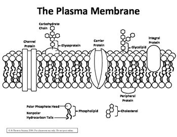 Cell membrane simpleimage - rytecp