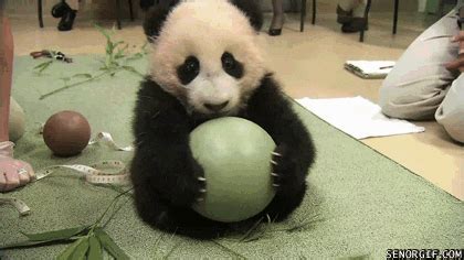 Sitting Panda Bear GIF by Cheezburger - Find & Share on GIPHY