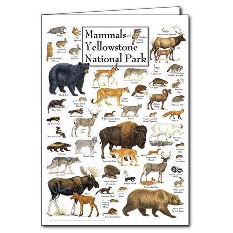 Mammals of Yellowstone National Park – Poster Card(Set of 6 Greeting Cards) -NEW- – Earth Sky ...