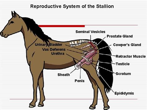 Male Horse Reproductive System - Captions Update Trendy