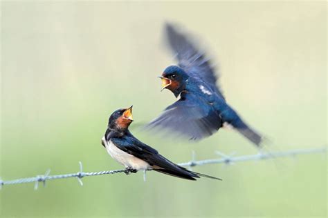 Female Birds Sing, Too | Scientific American