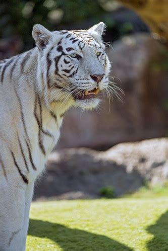 Female white tiger | A portrait of the female white tiger of… | Flickr