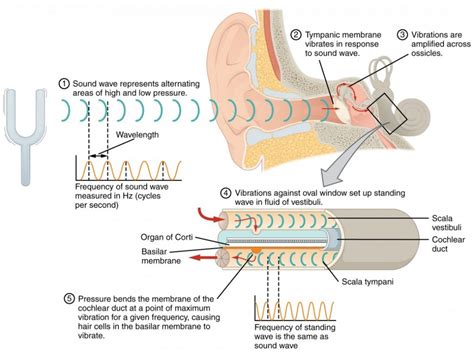 Duck Hearing: How Sound Waves Enter the Ear Canals – Nature Blog Network