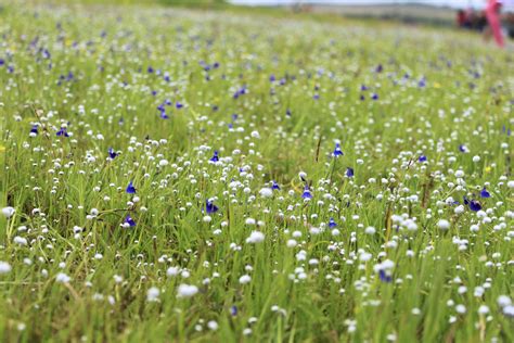 Awesome Kaas Plateau Of Flowers Maharashtra Valley Of Flowers