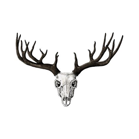 Hand drawn deer antler isolated - Download Free Vectors, Clipart Graphics & Vector Art