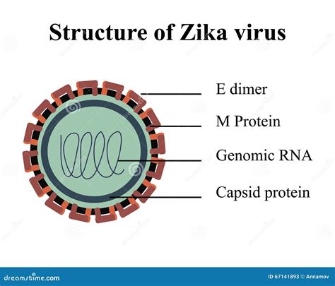 Structure Of Zika Virus Stock Vector - Image: 67141893