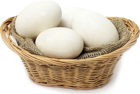 Goose Eggs Information and Facts