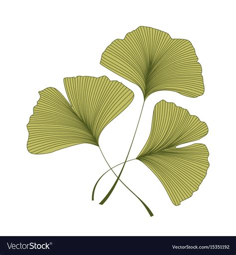 Ginkgo biloba leaves Royalty Free Vector Image