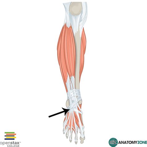 Inferior Extensor Retinaculum - AnatomyZone