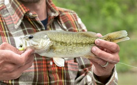 How to Catch a Guadalupe Bass – Texas Monthly