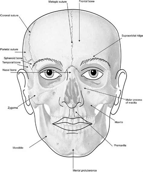 140 best Trauma Registrar Anatomy Pics images on Pinterest | Trauma, Anatomy and Anatomy reference