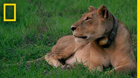 Rewilding Gorongosa: Lions | National Geographic – Penguin Tube