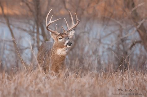 White-tailed Deer – Mike Lentz Nature Photography