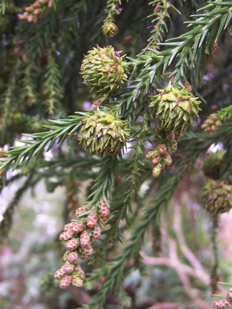File:Cryptomeria japonica cones.jpg - Wikimedia Commons