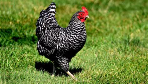 10 Chicken Breeds for the Hot Climates