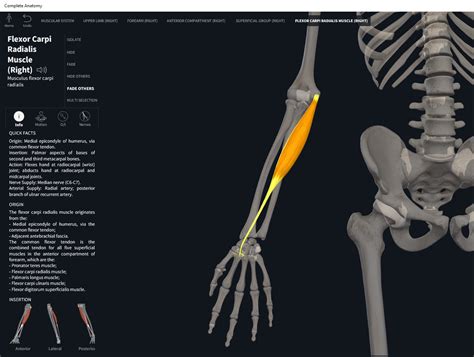 Muscles: Flexor Carpi Radialis. – Anatomy & Physiology