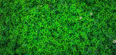 Green Leaf 4K wallpaper