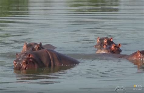 Pablo Escobar's Pet Hippos In Colombia Are Multiplying, Growing, And ...