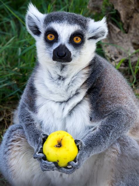 Ring Tailed Lemur Holds a Fruit in Its Paws. Stock Image - Image of ...