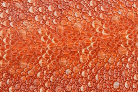 Dragon skin texture stock photo. Image of chiseled, carved - 14606916