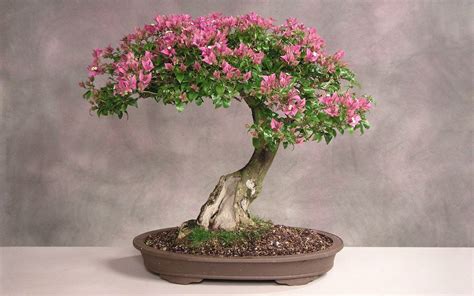 Bonsai Tree Wallpapers - Wallpaper Cave