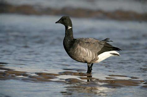 Brent Goose | Bird Identification Guide | Bird Spot