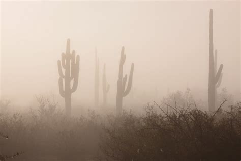 Desert Fog