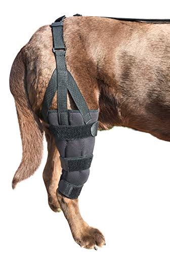 Best Dog Knee Braces in 2020 - Ratings, Prices, Products | ACuteADay - Your Source for the Best ...