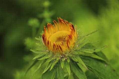 Valley of Flowers Trek Difficulty - Himalayan Climber