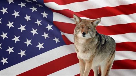 Best Places to Coyote Hunt in the USA! - Coyote Hunting