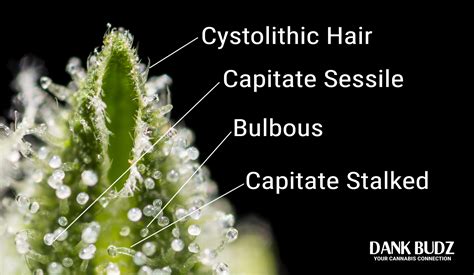 Function, Types, and Isolation of Marijuana Trichomes