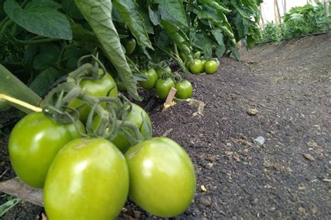 Tomato Plant Spacing Guide: Garden, Containers, Raised Bed or Open Field - Gardensline