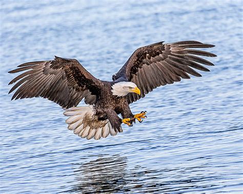 HD wallpaper: Bald Eagle Hunting in ocean, Talons, Ready, fishing, Lens, eagle - Bird ...