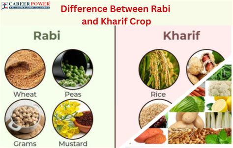 Difference Between Rabi and Kharif Crops