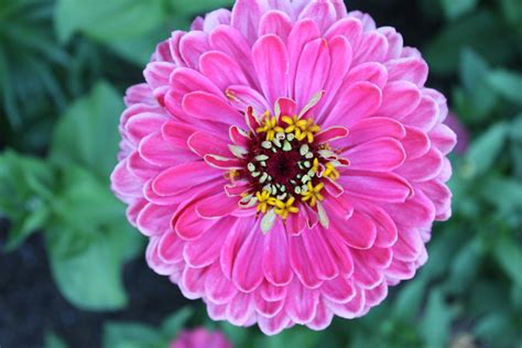 Keep cut zinnias beautiful for longer - Flower Press