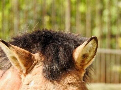 Horse Ears | SIMILAR BUT DIFFERENT IN THE ANIMAL KINGDOM