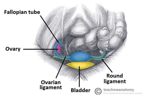 Pelvic Anatomy Female Ligaments - Human Anatomy