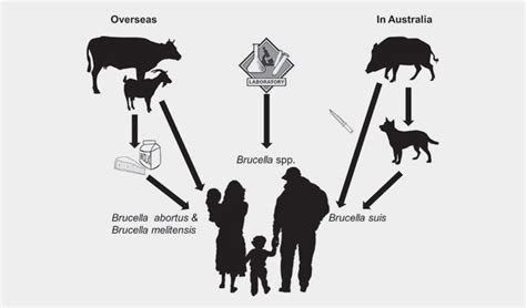 How Is Brucellosis Spread In Dogs