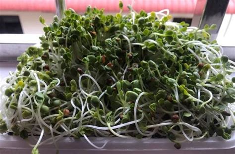 How to Grow Microgreens For Tower Gardens