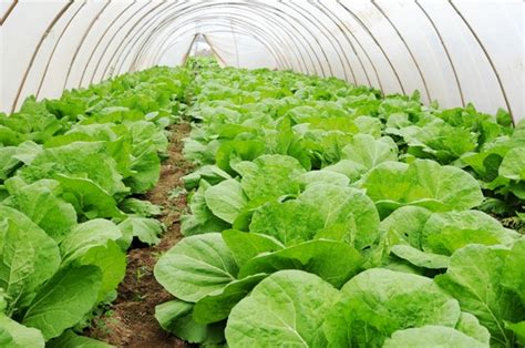 Cabbage Farming Information Guide | Asia Farming