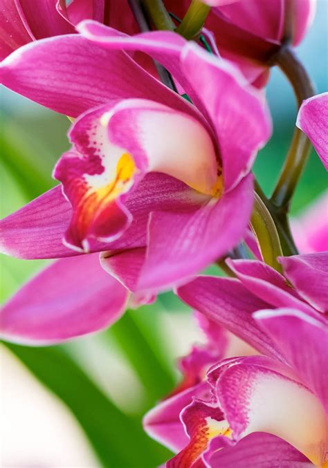 All About Orchid | Bosland's Flower Shop Wayne