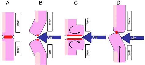 Saxophone Embouchure Diagram - Wiring Diagram Pictures