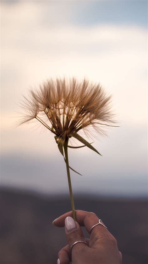 Flower Plant Hand Ornaments Wallpaper - [2160x3840]