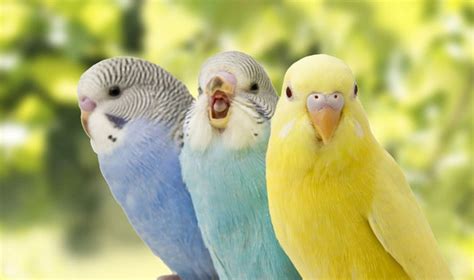 5 Jenis Burung Parkit Paling Populer Beserta Harganya | PintarPet