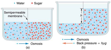 Molecular Transport Phenomena: Diffusion, Osmosis, and Related Processes | Physics