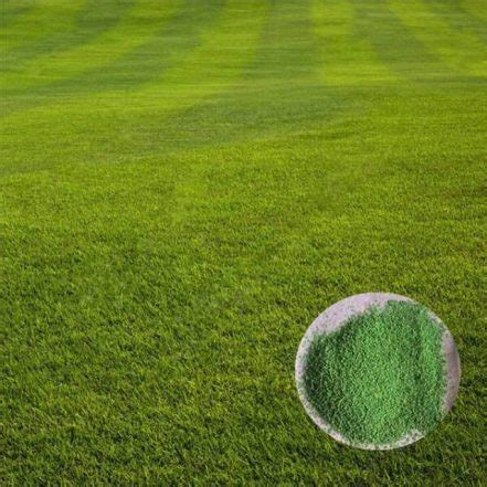 500pcs Zoysia Grass Seeds - BuyingSeed.com - Free Shipping - Up to 70% OFF