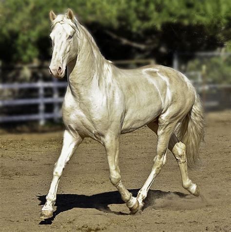 Cremello Lusitano Stallion, Caetano | Abacus Farms | Pinterest